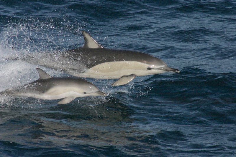 Чорноморські дельфіни можуть повністю зникнути через війну (фото) ➤ Prozoro.net.ua