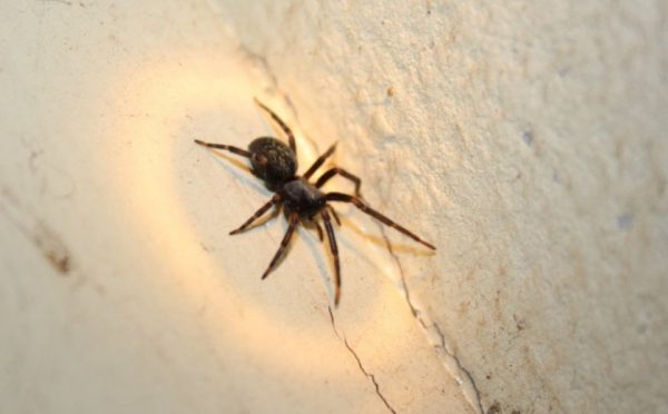 Це знак: 2 причини, чому в будинку раптом стало багато павуків ➤ Prozoro.net.ua