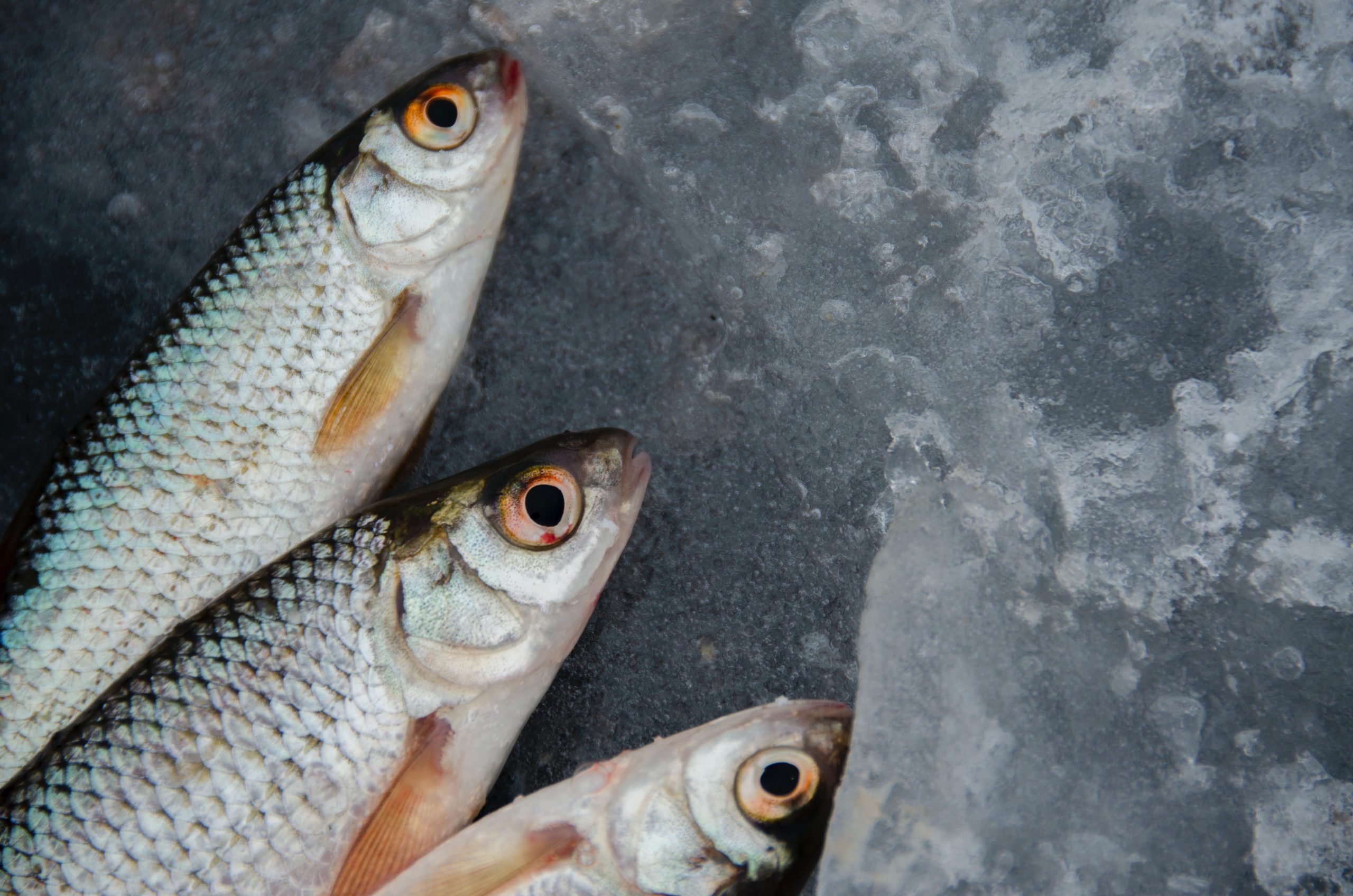 Почистити рибу швидко та без мороки: поради досвідчених рибалок