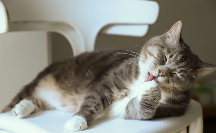 П’ять запахів, які не люблять коти ➤ Prozoro.net.ua