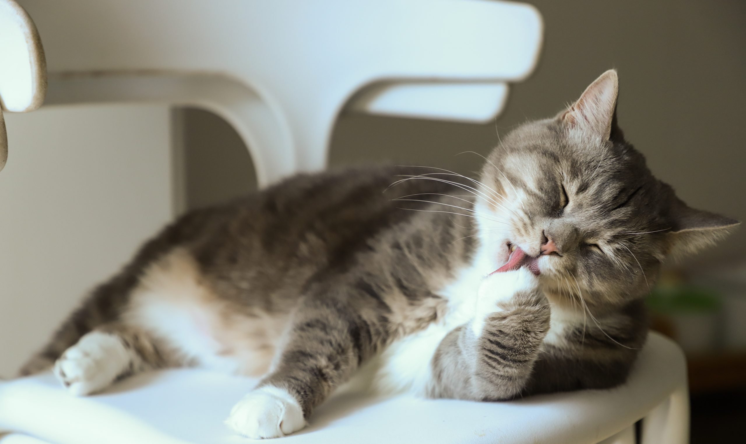 П’ять запахів, які не люблять коти ➤ Prozoro.net.ua