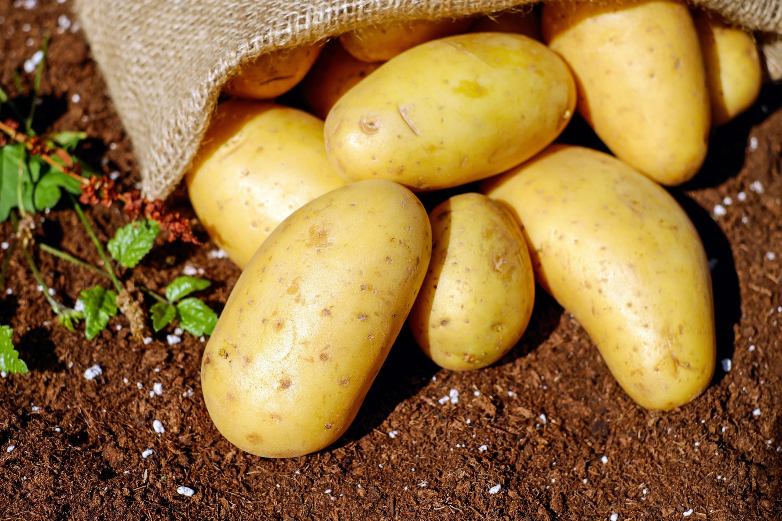 Як та де зберігати картоплю, щоб довше не псувалася ➤ Prozoro.net.ua