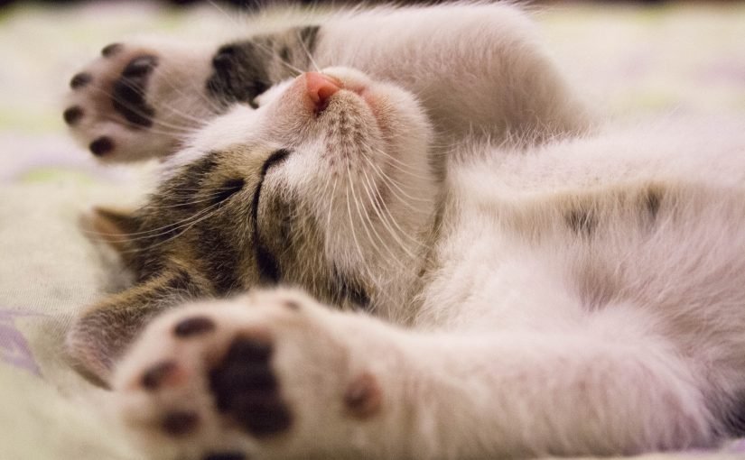 Чому коти сплять поруч з людьми: правдиве пояснення ➤ Prozoro.net.ua