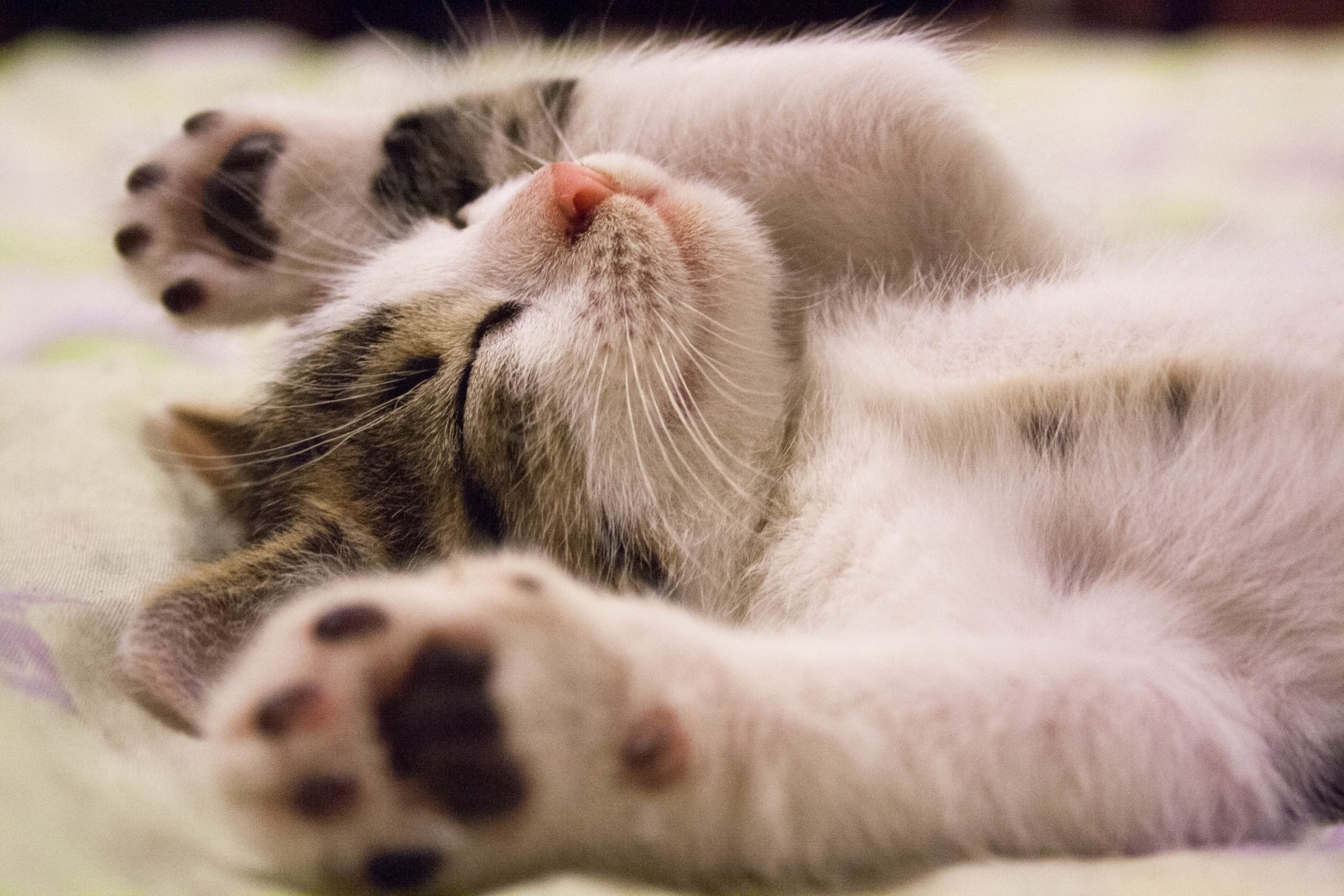 Чому коти сплять поруч з людьми: правдиве пояснення ➤ Prozoro.net.ua