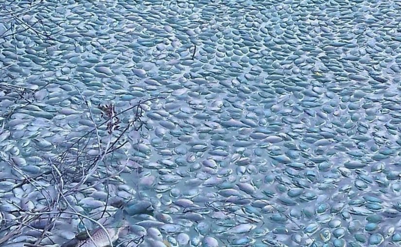 Наслідки підриву ГЕС: мертві дельфіни, тонни мертвої риби й нафтові плями на Дніпрі ➤ Prozoro.net.ua
