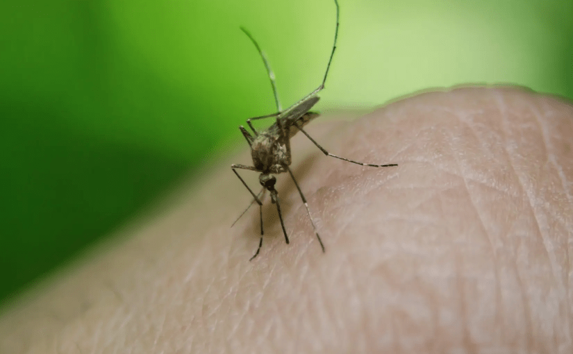 ТОП-10 способів відлякування комарів ➤ Prozoro.net.ua