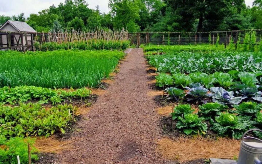 Які овочі, бобові та зелень посадити на городі в середині липня ➤ Prozoro.net.ua