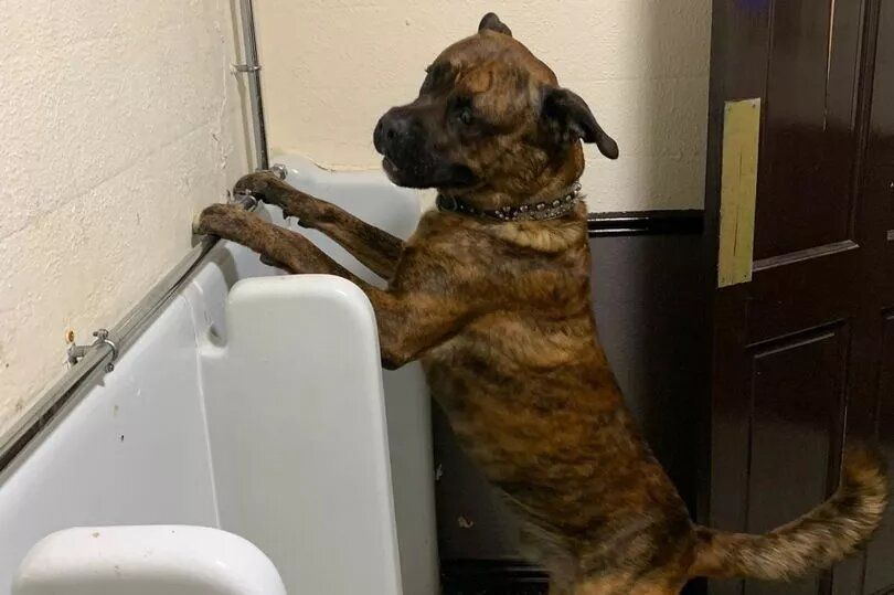 Собака ошелешив відвідувачів чоловічого туалету: фото