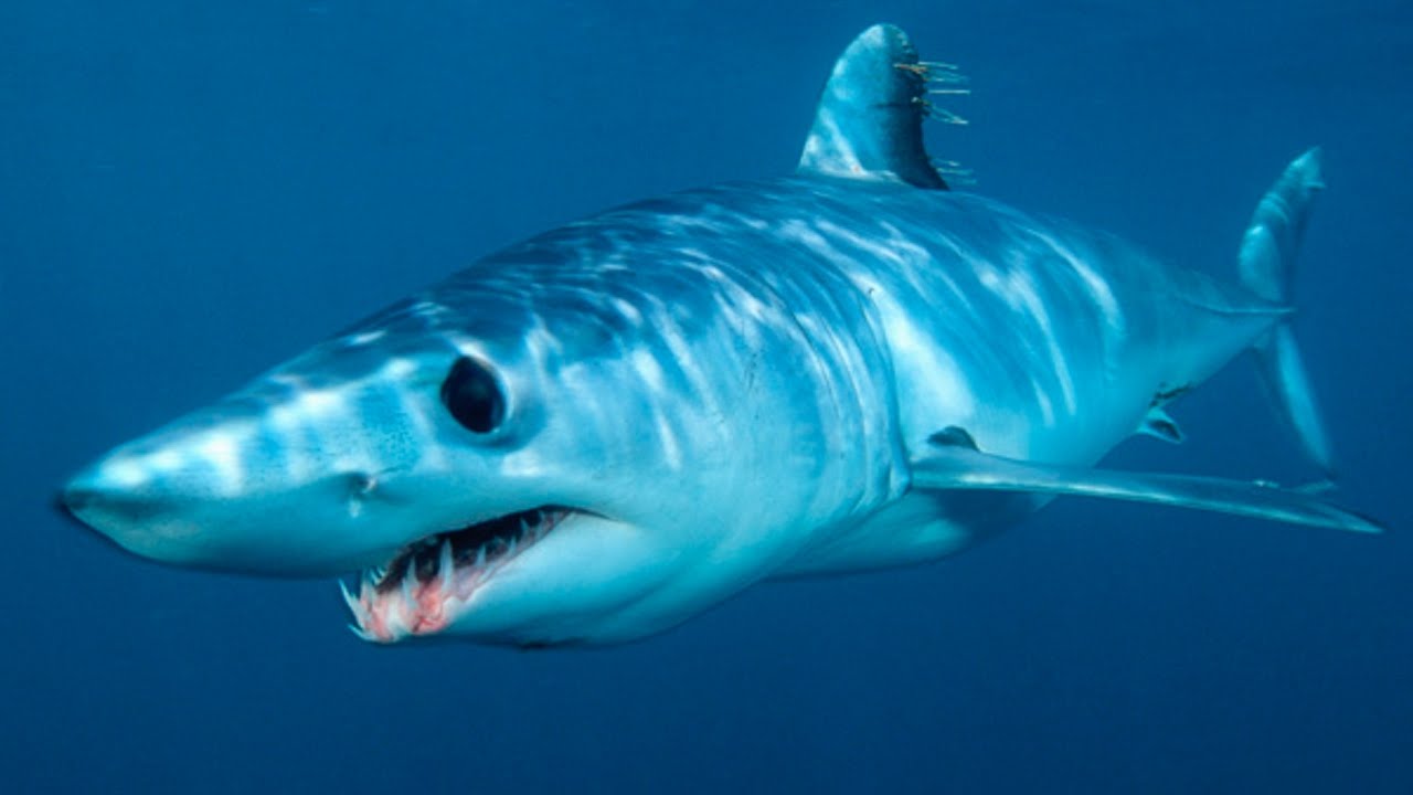 У Єгипті дельфіни врятували чоловіка від акули, яка встигла його погризти ➤ Prozoro.net.ua