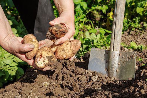 Коли копати картоплю 2023 року, що вона довго зберігалася