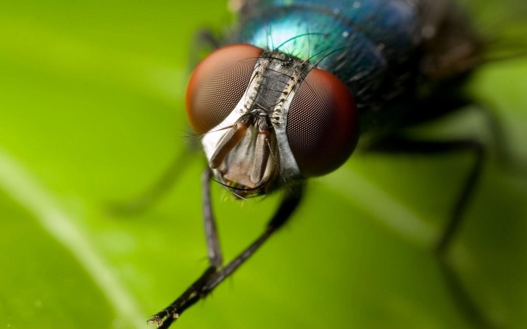Шість натуральних засобів, щоб позбутися від мух та комарів в будинку ➤ Prozoro.net.ua
