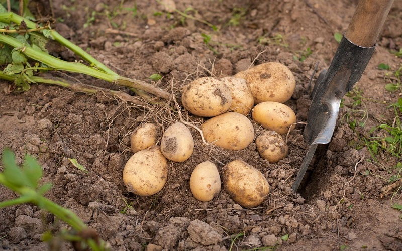 Коли копати картоплю 2023 року, що вона довго зберігалася ➤ Prozoro.net.ua
