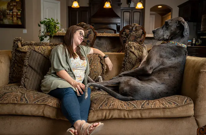 Найвищий собака у світі Зевс захворів на рак: відео