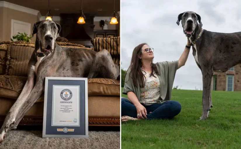 Найвищий собака у світі Зевс захворів на рак: відео ➤ Prozoro.net.ua