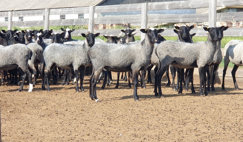 У Греції вівці з’їли чверть тонни канабісу