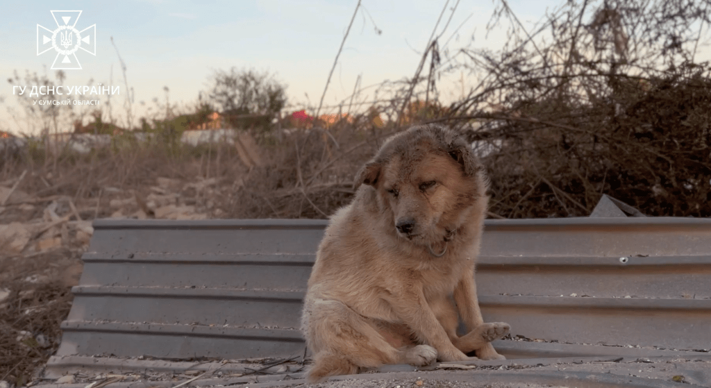 Собака після ракетного удару по Сумах