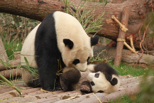 Китай забирає своїх панд із зоопарків США