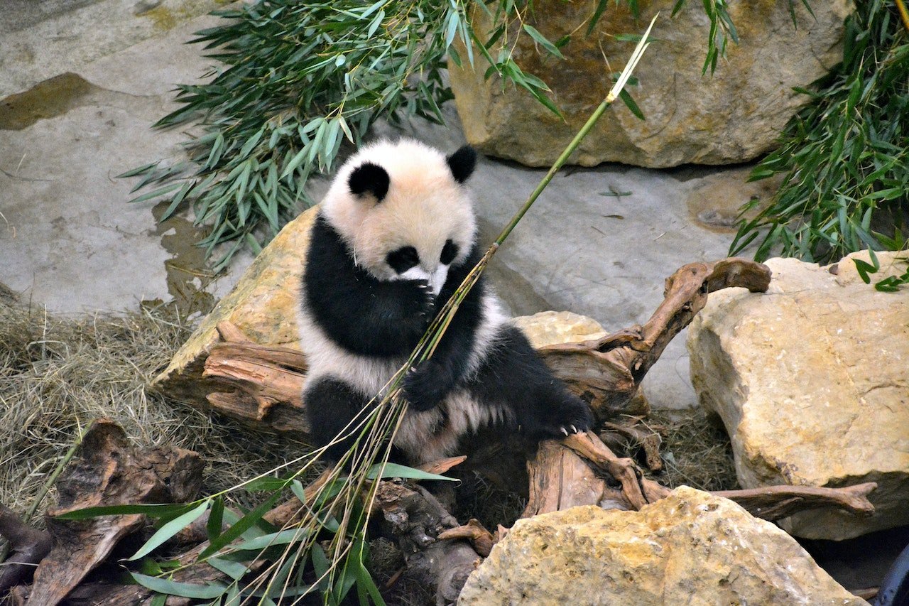 Китай забирає своїх панд із зоопарків США