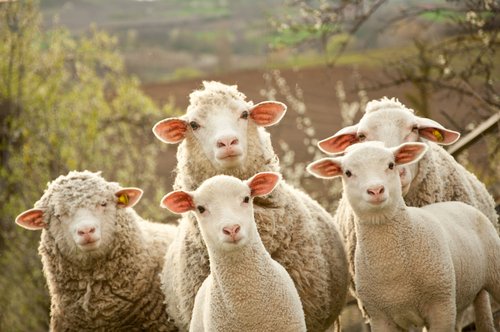 У Греції вівці з’їли чверть тонни канабісу