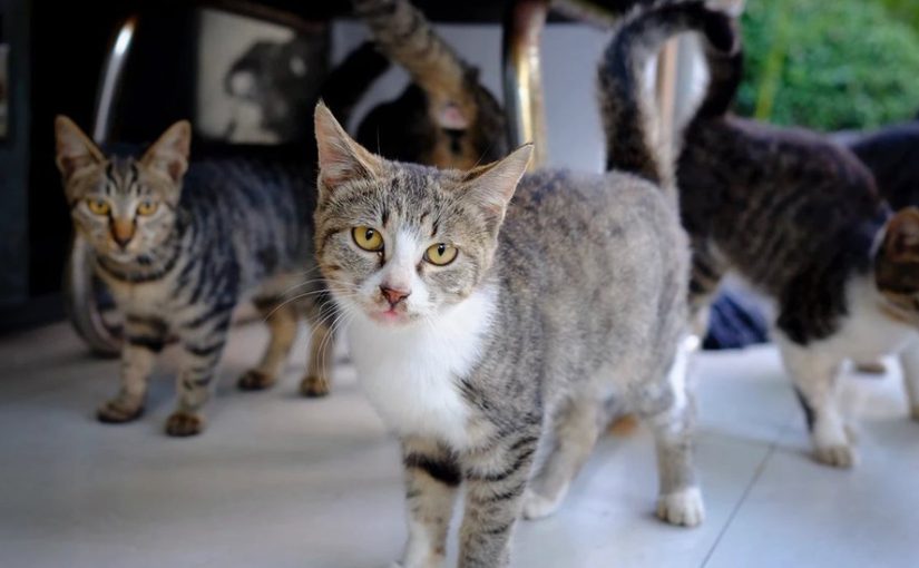 У Китаї врятували понад 1000 котів від забою ➤ Prozoro.net.ua