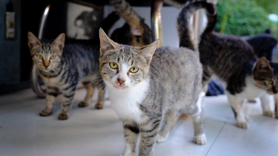 У Китаї врятували понад 1000 котів від забою