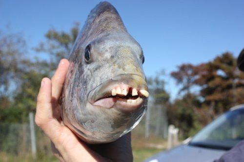 Чоловік спіймав рибу з “людськими зубами” та встановив рекорд. Фото