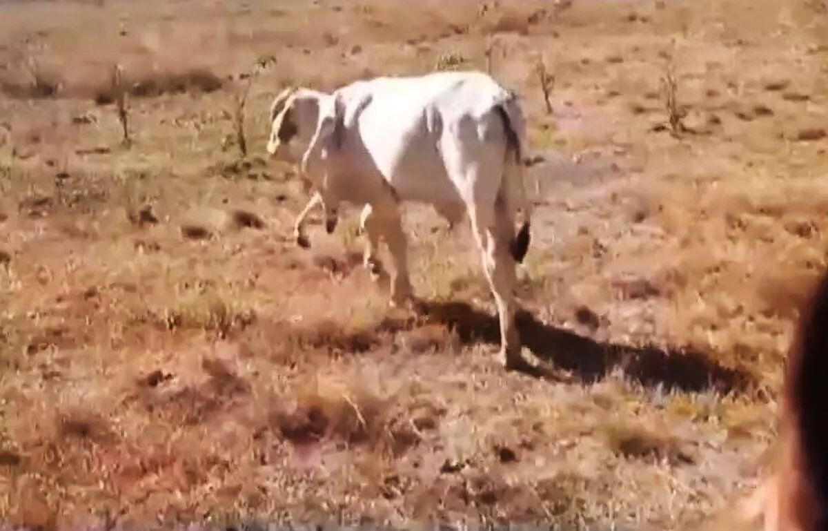 Химерний бик народився з шістьма ногами: одна пара – на шиї (фото)