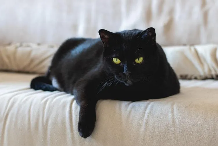 Мрійник чи реаліст: тест із чорними котами