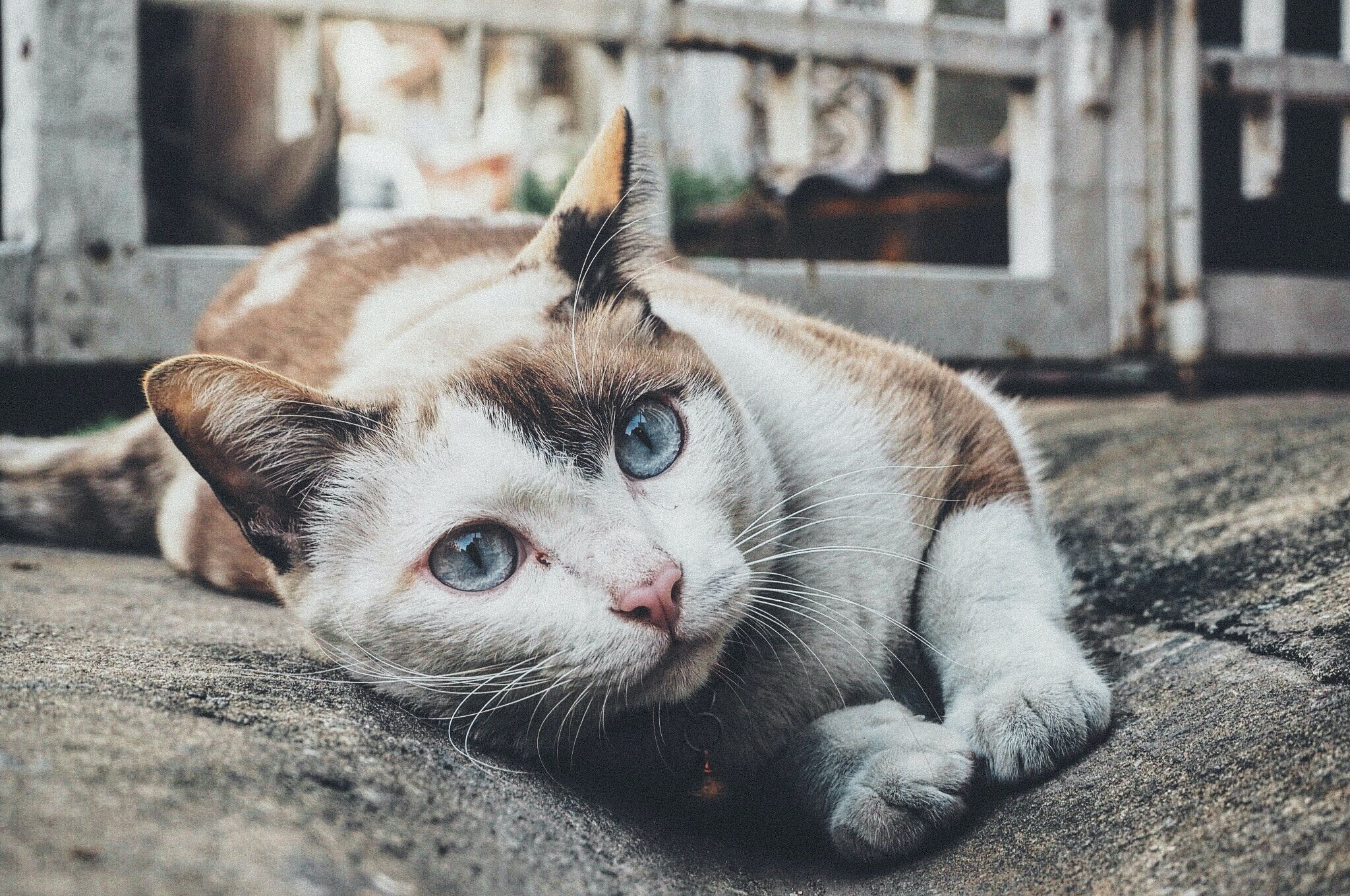 У Китаї врятували понад 1000 котів від забою