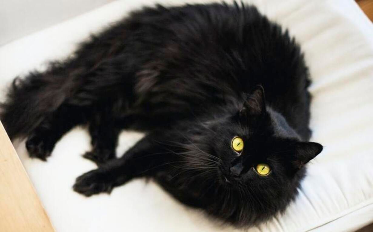 Мрійник чи реаліст: тест із чорними котами