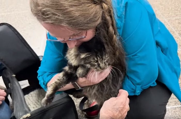 Зниклий кіт возз’єднався з сім’єю через 12 років: відео