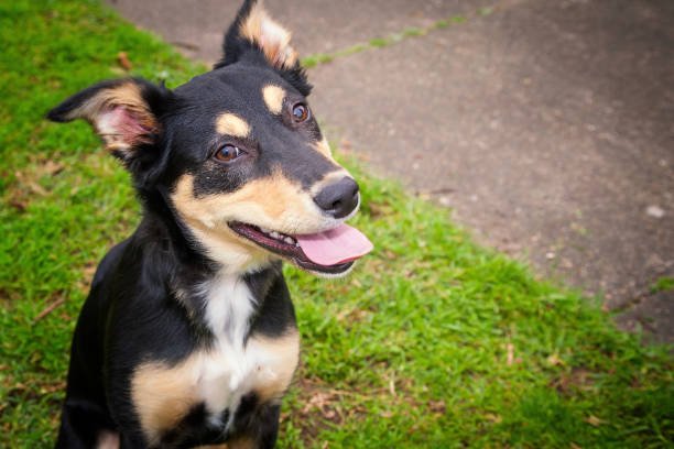 Не будете чхати та чухатися: топ гіпоалергенних порід собак ➤ Prozoro.net.ua