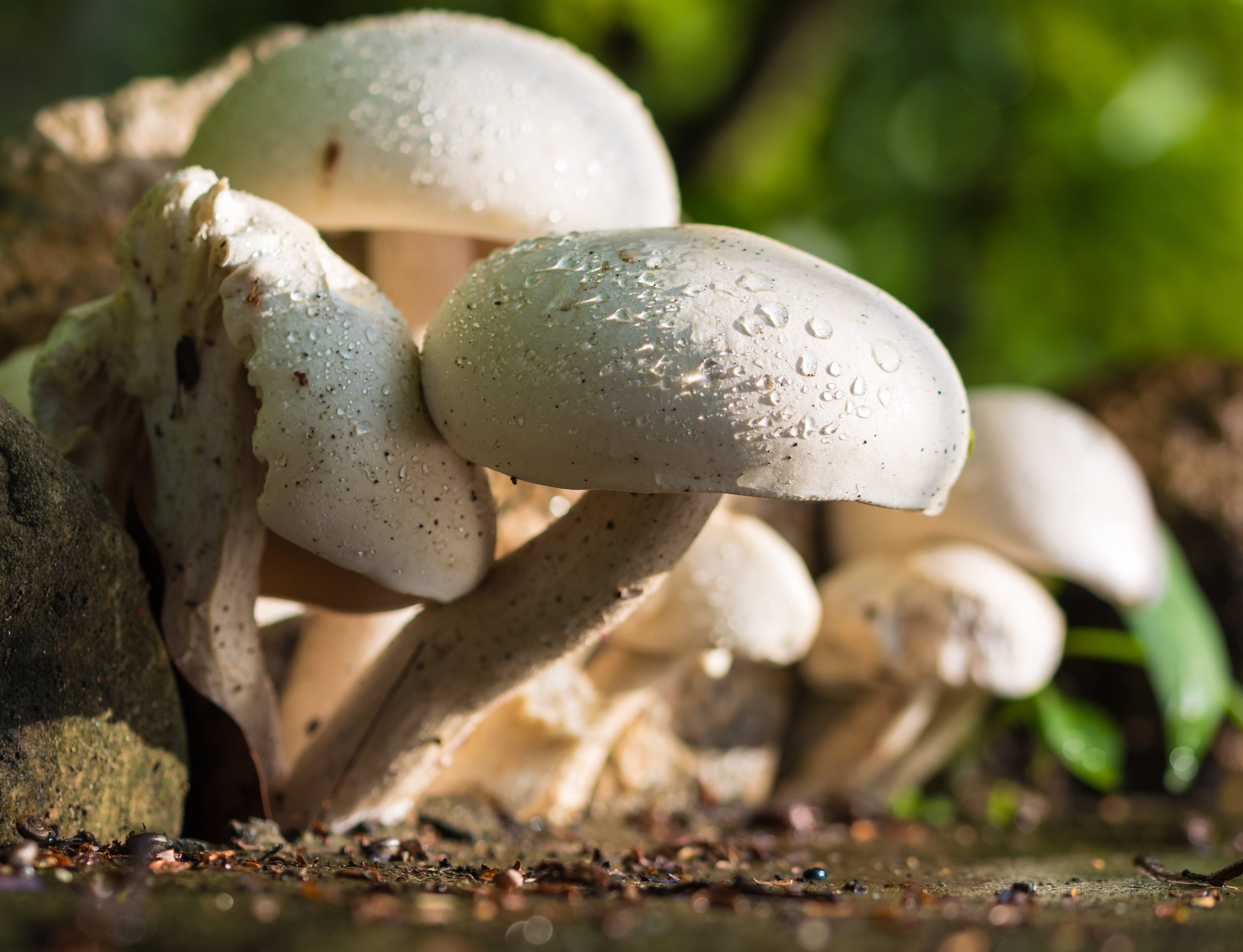 Популярні гриби врятують вас від депресії – дослідження