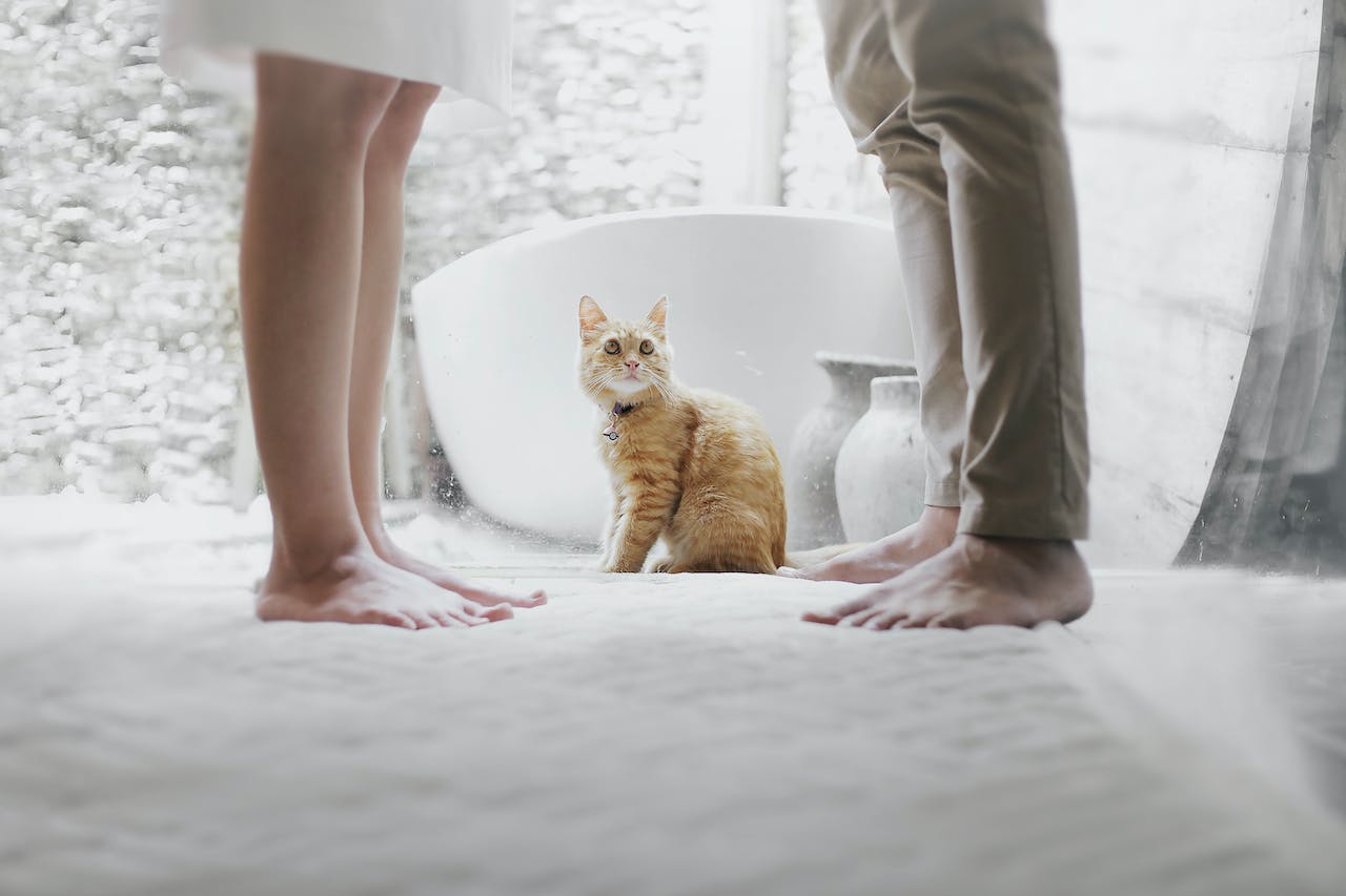 Це прояв любові: які ненависні речі кішка терпить заради людини ➤ Prozoro.net.ua