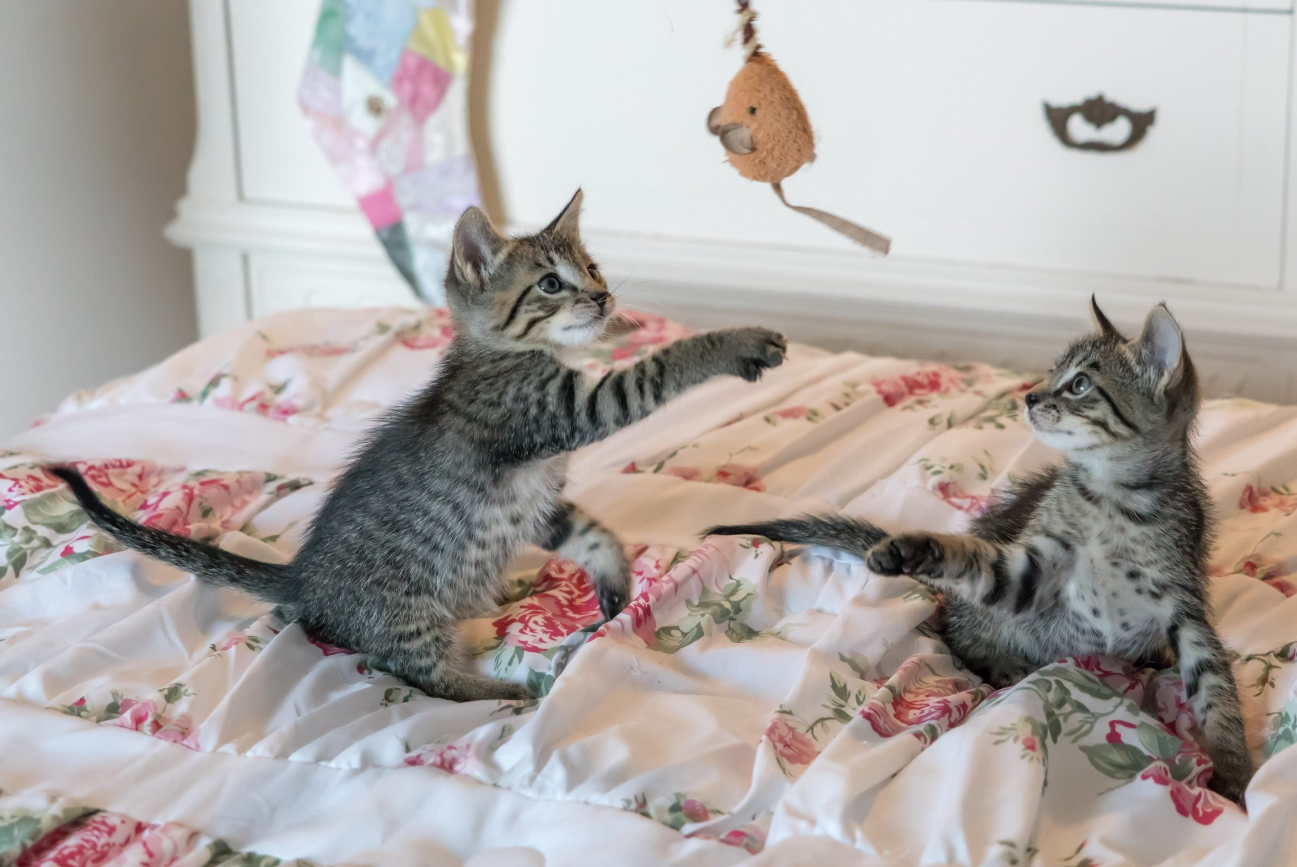 Чому коти люблять спати на вашому ліжку ➤ Prozoro.net.ua