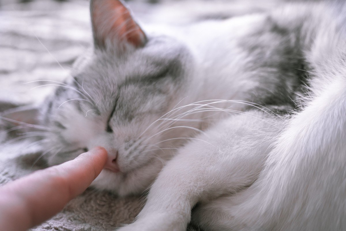 Значення пози сплячого кота: кумедні факти
