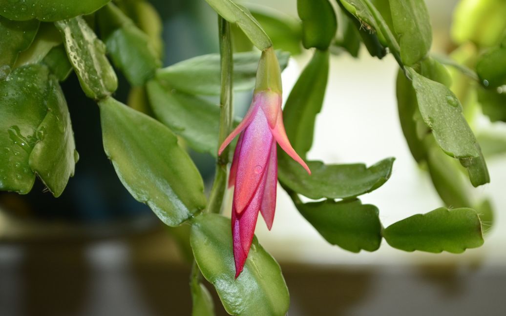 Чим підживлювати кімнатні рослини, щоб вони точно зацвіли ➤ Prozoro.net.ua