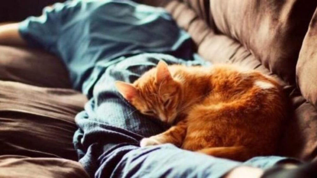 Що означає поза, в якій спить ваш кіт