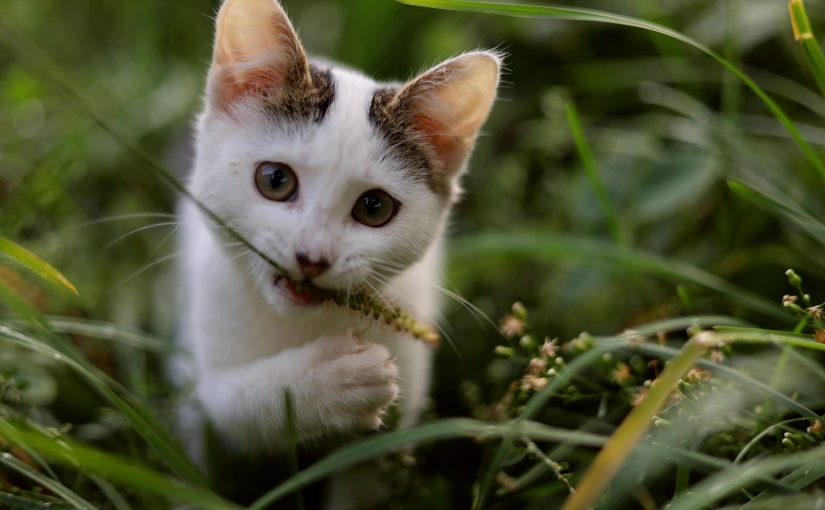 Що треба робити для своєї кішки частіше: поради експертів  ➤ Prozoro.net.ua