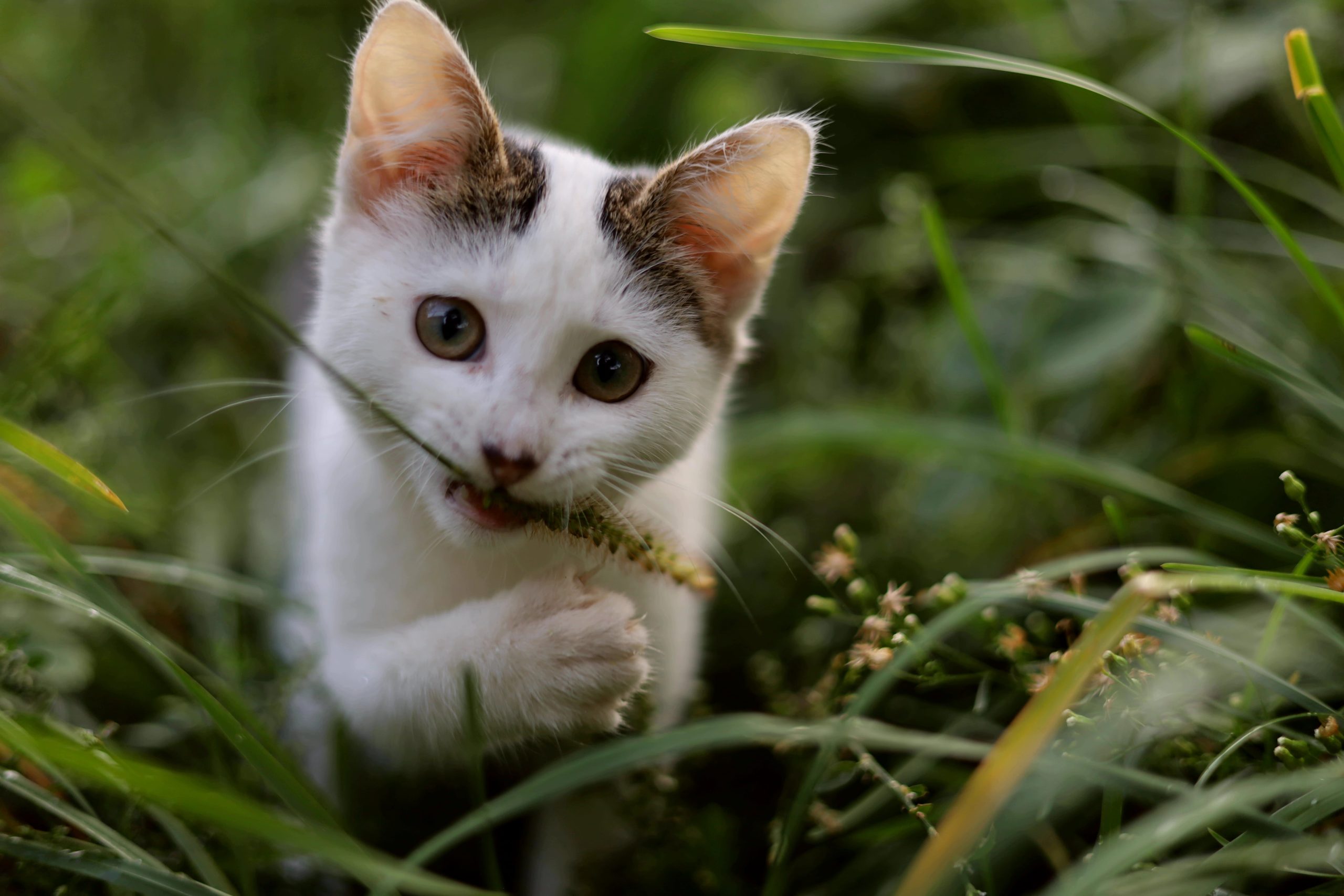 Що треба робити для своєї кішки частіше: поради експертів  ➤ Prozoro.net.ua