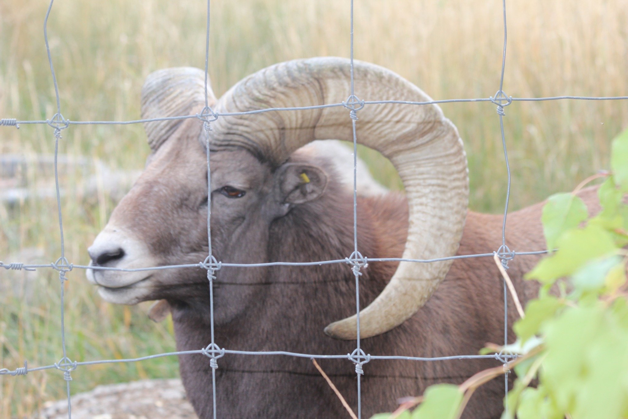Фермер може сісти за ґрати за розведення гігантських овець-мутантів: фото