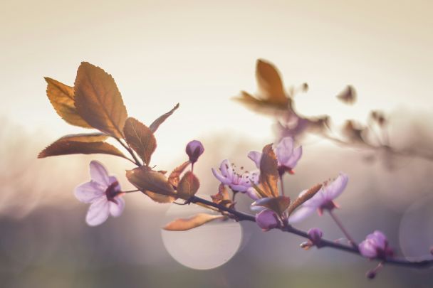 Укргідрометцентр: Справжня весна прийде швидко