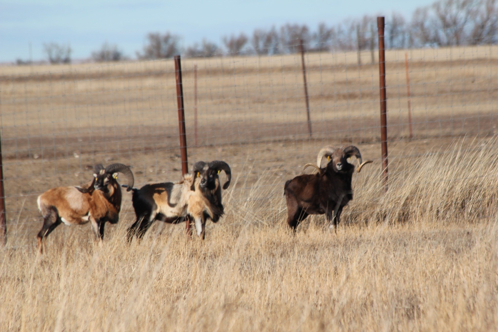 Фермер може сісти за ґрати за розведення гігантських овець-мутантів: фото