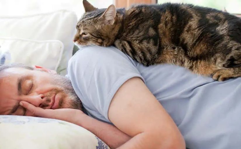 Чому кішки вночі сплять поряд із людьми ➤ Prozoro.net.ua