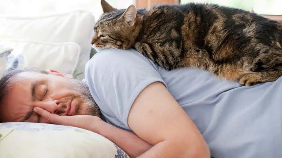 Чому кішки вночі сплять поряд із людьми