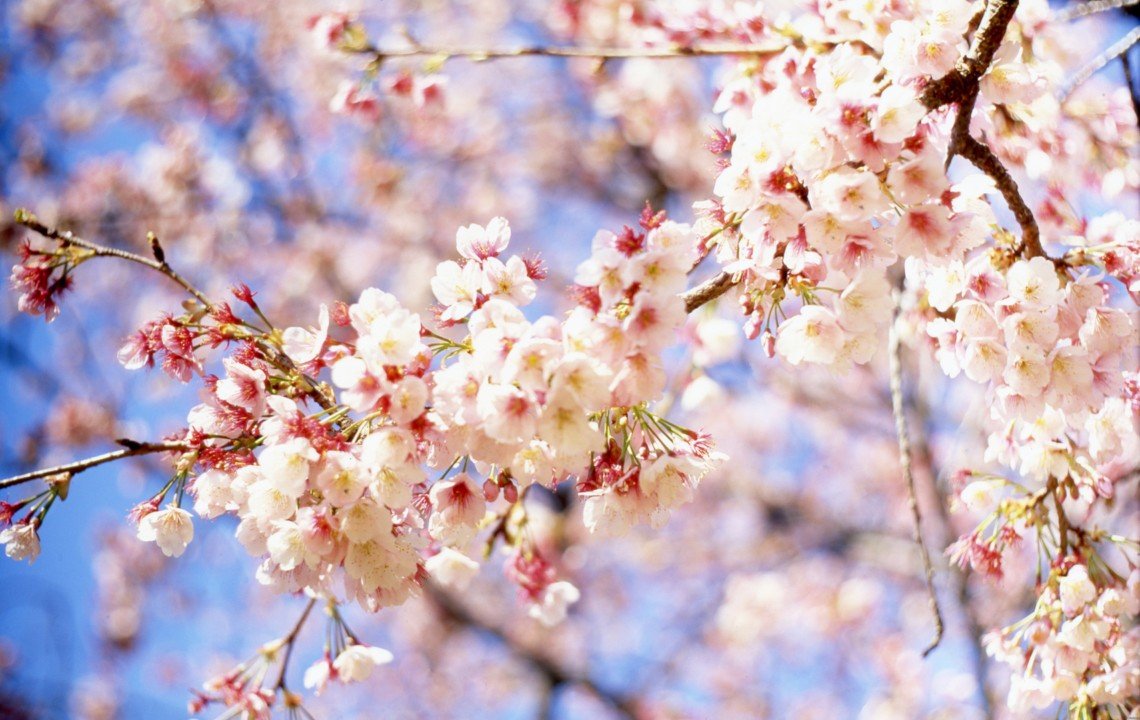 Укргідрометцентр: Справжня весна прийде швидко