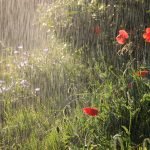Прогноз погоди на початок літа в Україні: готуйтеся до дощів ➤ Prozoro.net.ua