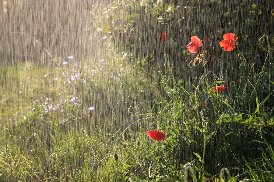 Прогноз погоди на початок літа в Україні: готуйтеся до дощів