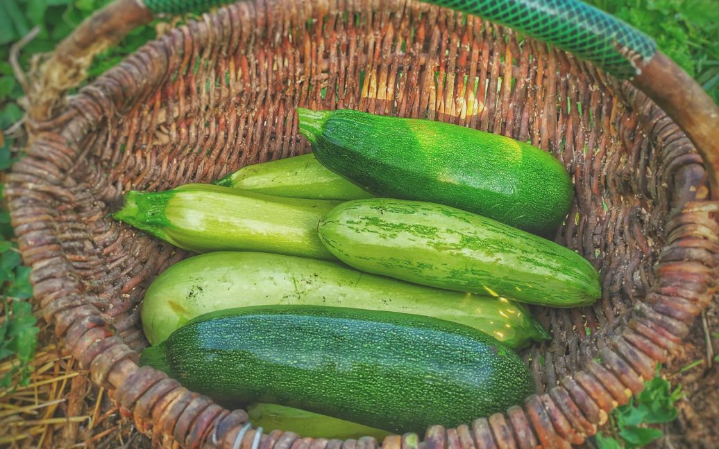 Ефективне і дешеве добриво для кабачків: урожай роздаватимете сусідам