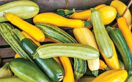 Ефективне і дешеве добриво для кабачків: урожай роздаватимете сусідам ➤ Prozoro.net.ua